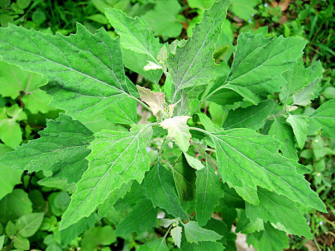 我国出口的主要野菜品种之一——灰菜,抑制流感,乙型