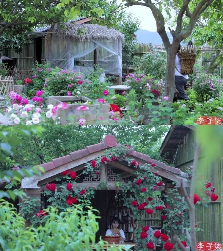 李子柒的后院，终于明白为什么2000万人羡慕她
