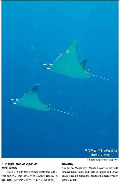 又被称为 魔鬼鱼.
