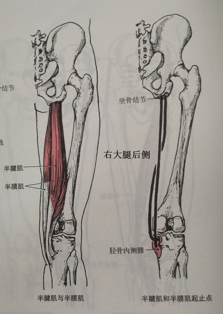 总的来说就是:通过大腿连接到胫骨外侧的肌肉,和未连接到胫骨内侧的内