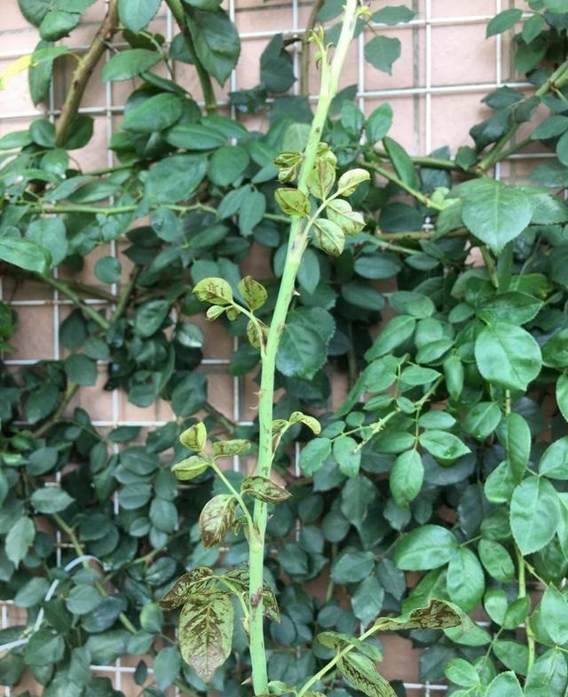 月季"爆发"1种害虫,花苞干枯,叶子卷边,1种药用3次见效