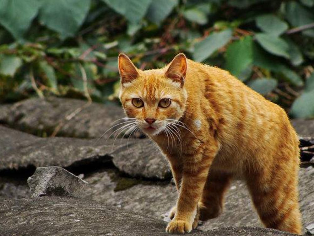 它是专门用来抓老鼠的猫,比狸花猫还厉害,曾经还是皇家贡猫