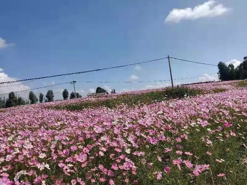 祥云马街村有片格桑花花海,规模大还不收费!一定要去