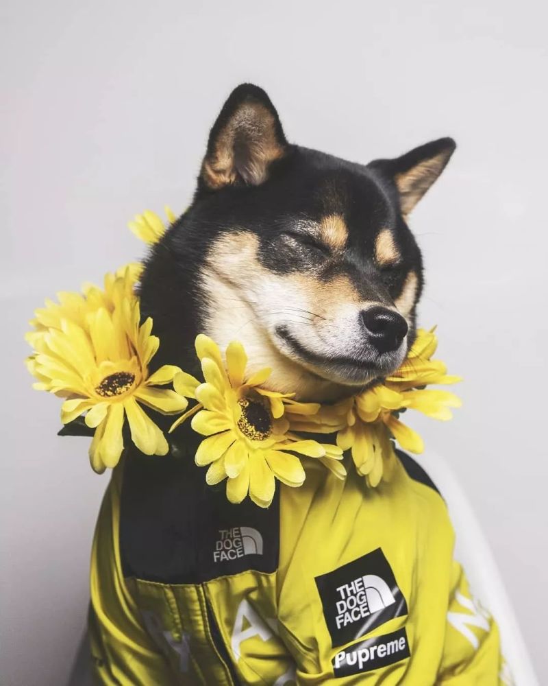 人不如狗系列
