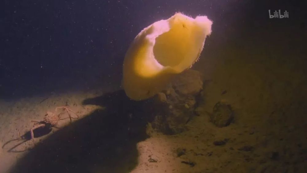 逼死深海恐惧症的纪录片,南极深处究竟有什么巨型怪物