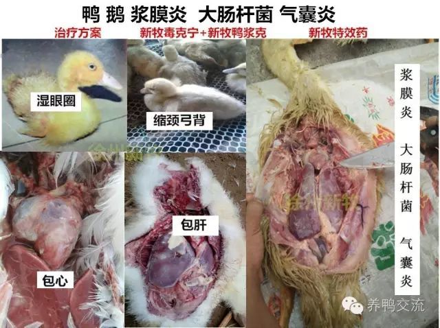 秋季到来想赚钱这些肉鸭疾病要注意防控鸭医老葛提示