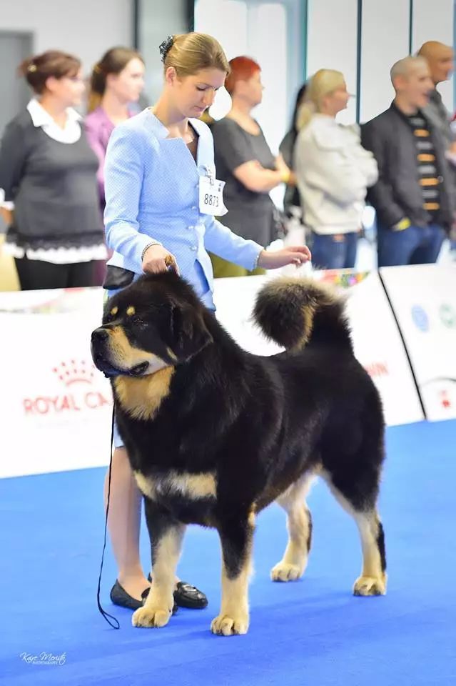 上国际赛场的藏獒什么样?看拉萨山谷犬舍(波兰)