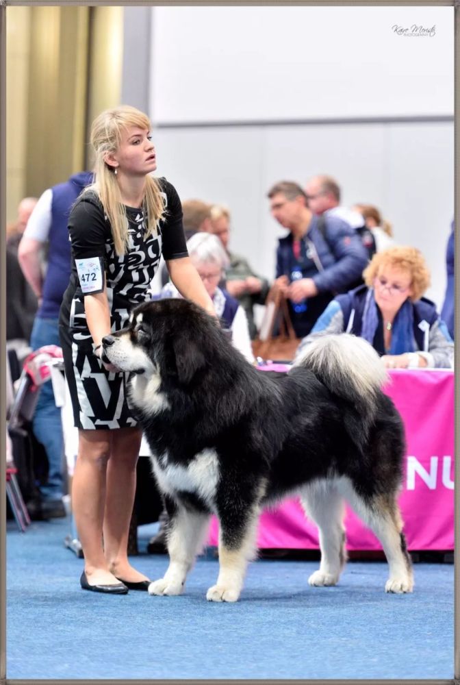上国际赛场的藏獒什么样?看拉萨山谷犬舍(波兰)