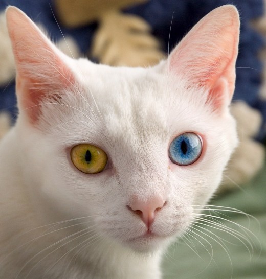 土耳其小哥俩都有罕见异瞳:左眼棕色右眼蓝色,漂亮但
