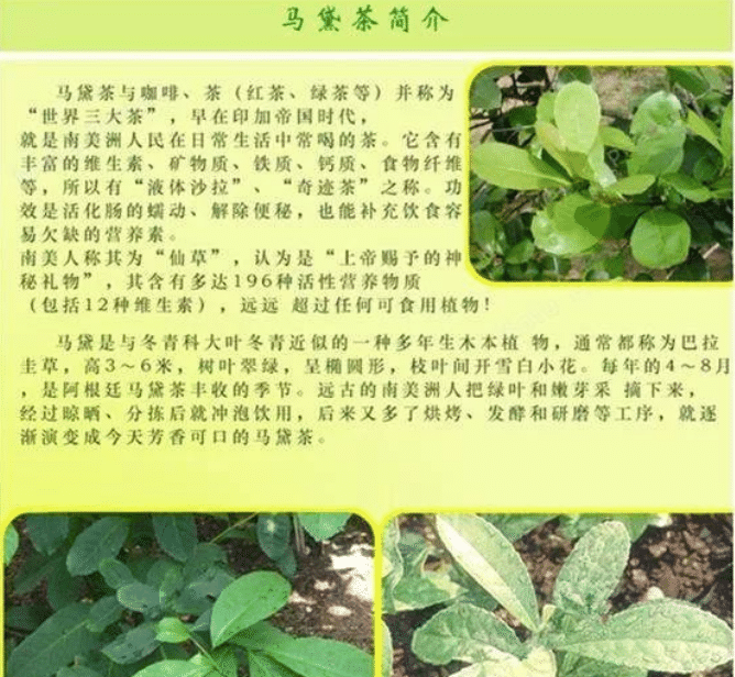 资料显示,南美洲的马黛茶是冬青科植物,生长于南美洲南部的玻利维亚