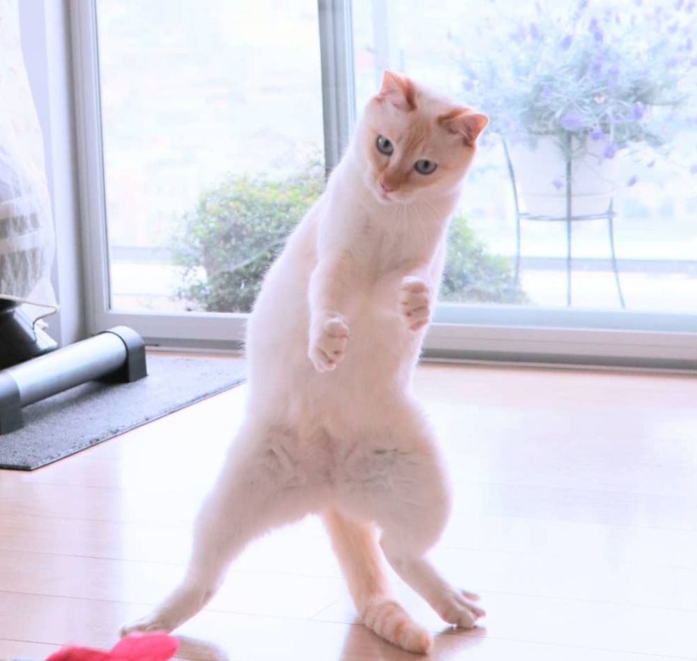 这只猫咪就是跳舞的高手, 是大家公认的喵界舞蹈家.