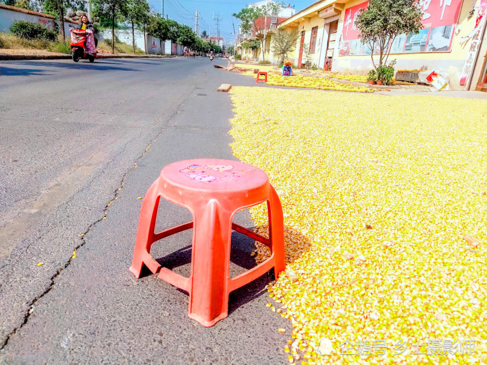 皖北农村道路现众多"晒粮遮挡神器",瓷盆,鸟笼,大木棍齐上阵