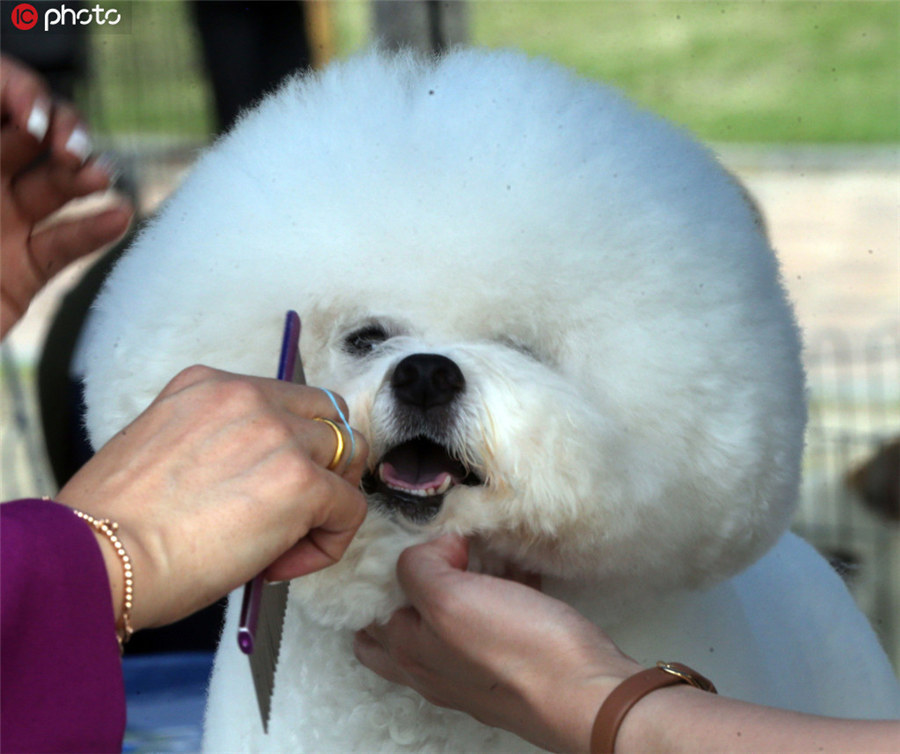 韩国大田举行动物保护文化节 萌犬亮相吸人眼球