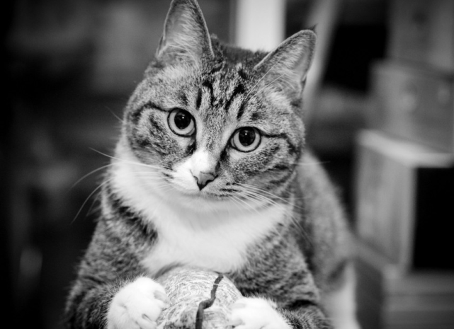 中华狸花猫,国内常见土猫,却一点都不"土"