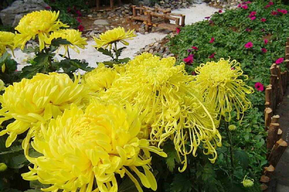 重阳节为什么有赏菊习俗?菊花为何是重阳节的重要标志