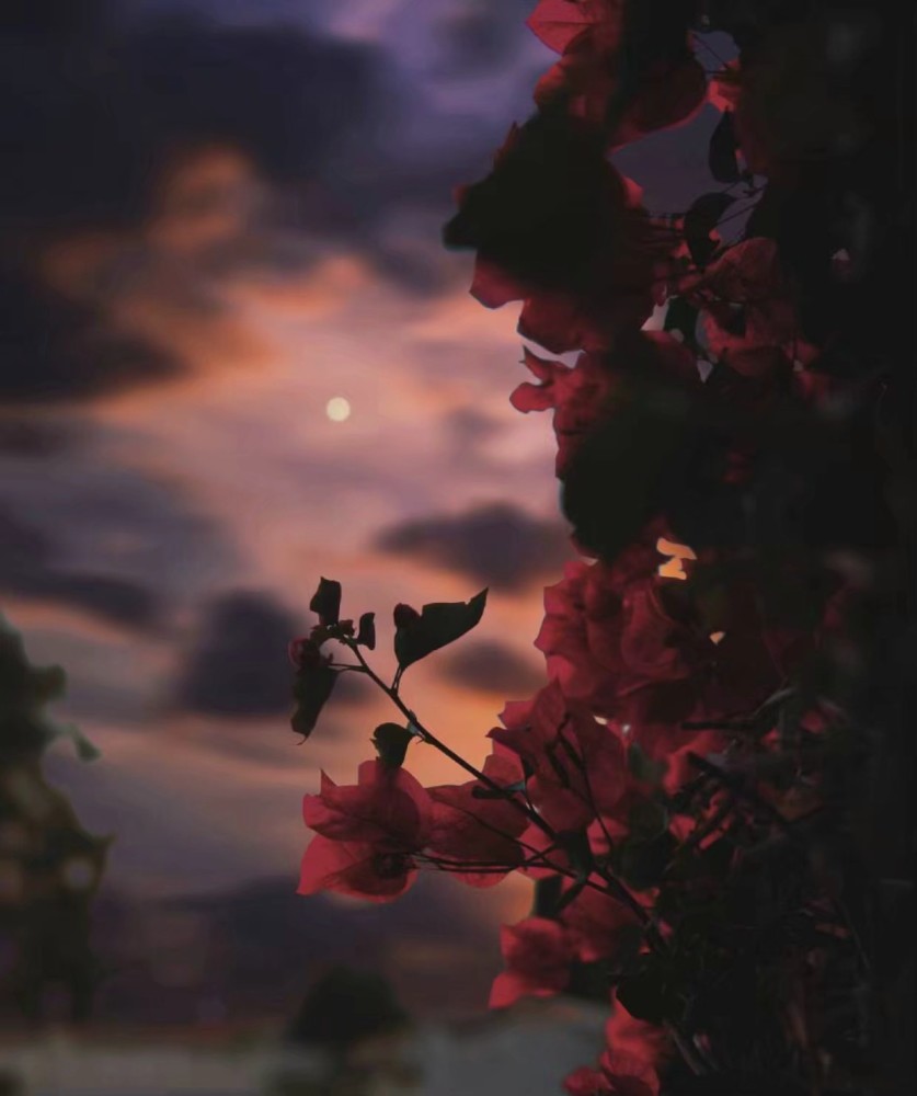 月夜朦胧背景图:柔和的月光下,花儿也睡着了