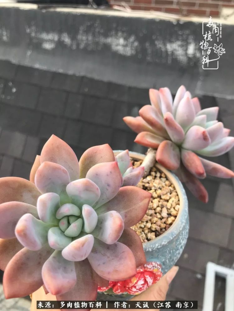 白夜香槟,有段时间特爱暗纹系,现在才开始上色,度夏也是无压力