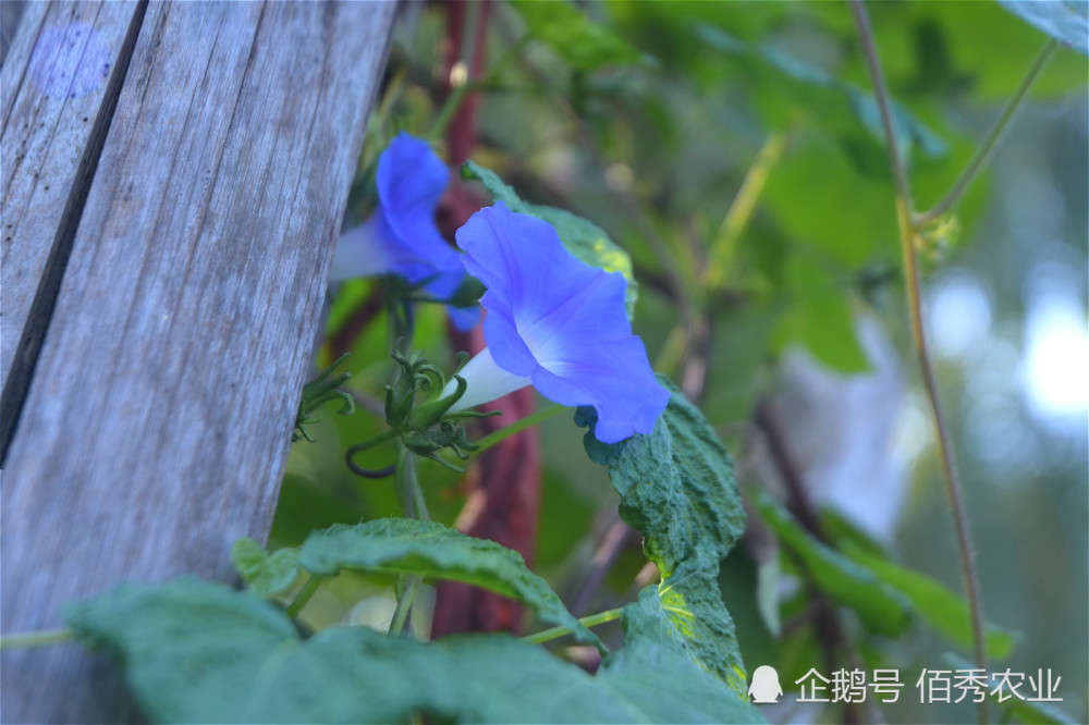 农村有种植物,花朵很漂亮,种子被称为"黑白二丑",也是中药材