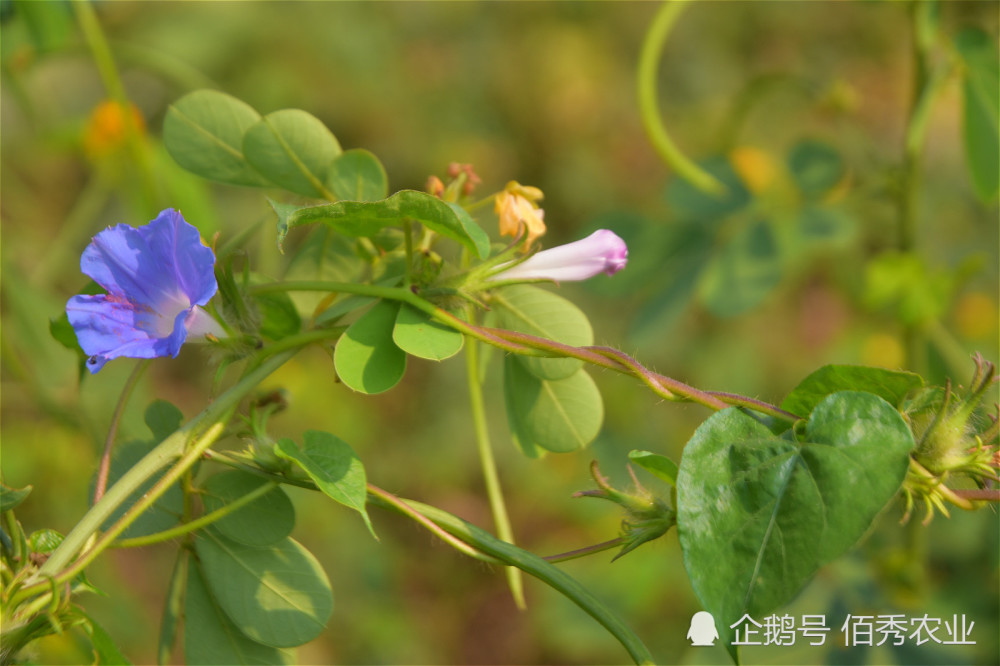 农村有种植物花朵很漂亮种子被称为黑白二丑也是中药材