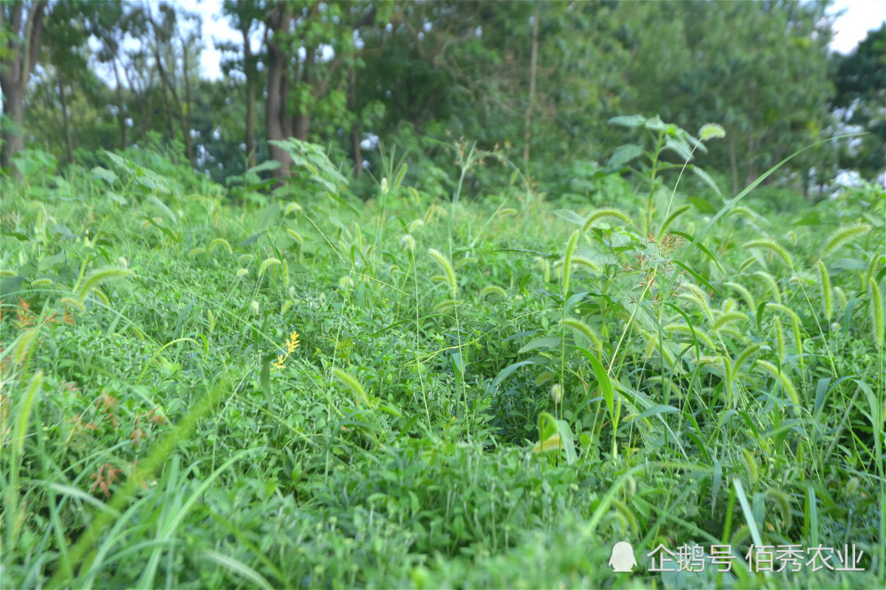 菊花种植效益高,田间杂草成"拦路虎,农村种植户该如何解决