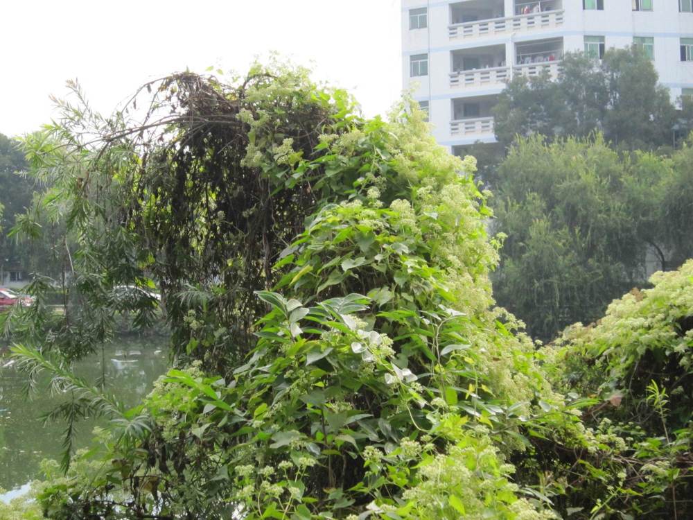 薇甘菊,别看它开花很漂亮,实际是非常危险的入侵植物杀手