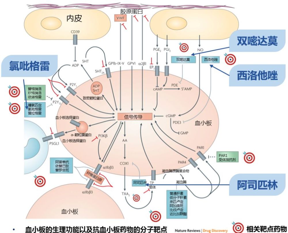 目前有充分循证证据支持的抗血小板药物包括阿司匹林,氯吡格雷等,那么