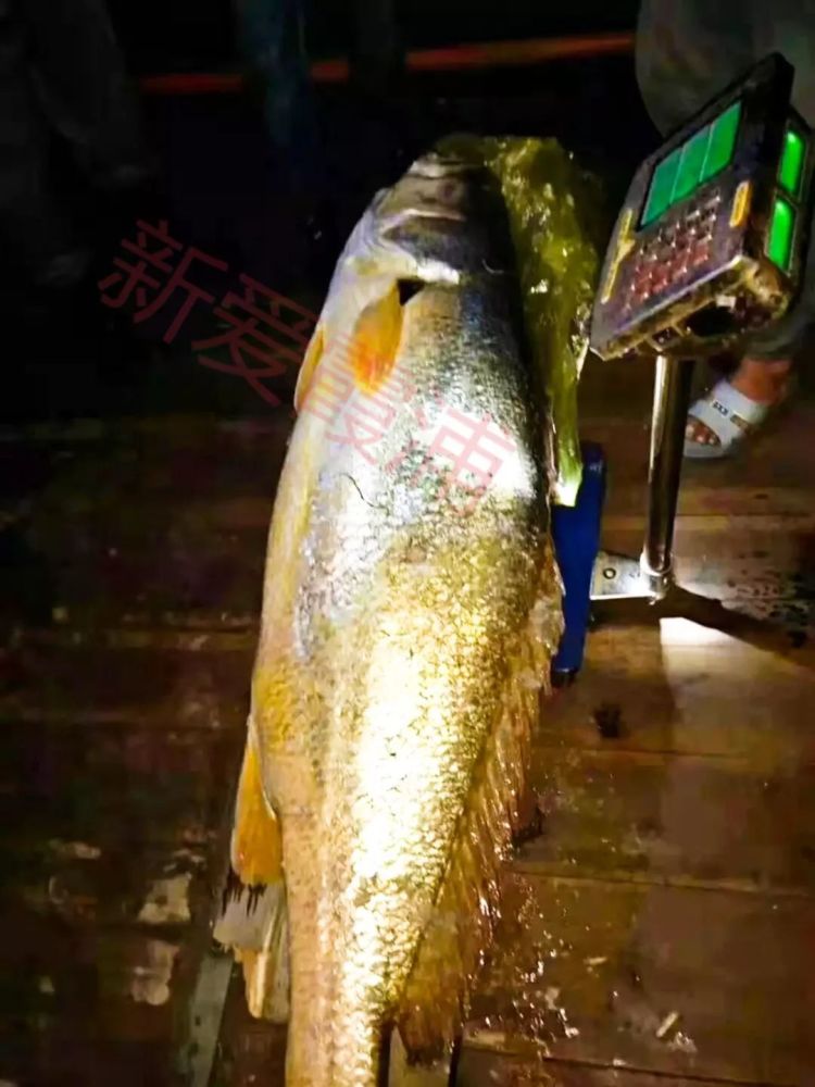 网传霞浦渔民捕获价值300多万黄唇鱼,其鱼鳔比黄金还贵