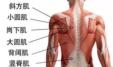 背部肌肉线条如刀刻,背阔肌,大圆肌肉,菱形肌,斜方肌……一目了然