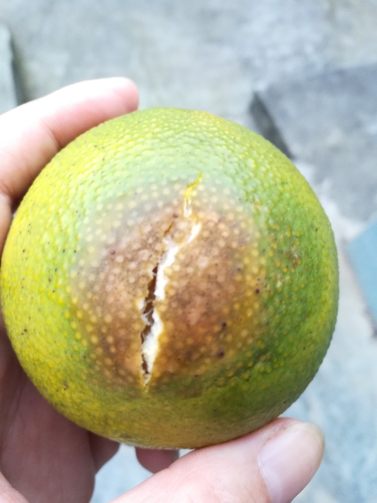 爱媛是怎么病了,坏掉了?