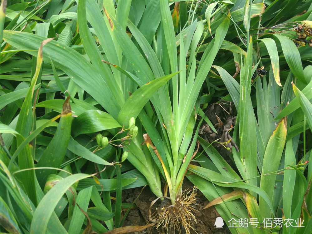 农村有种植物,是中药材也是观赏花卉,小时候常被做成"扇子"