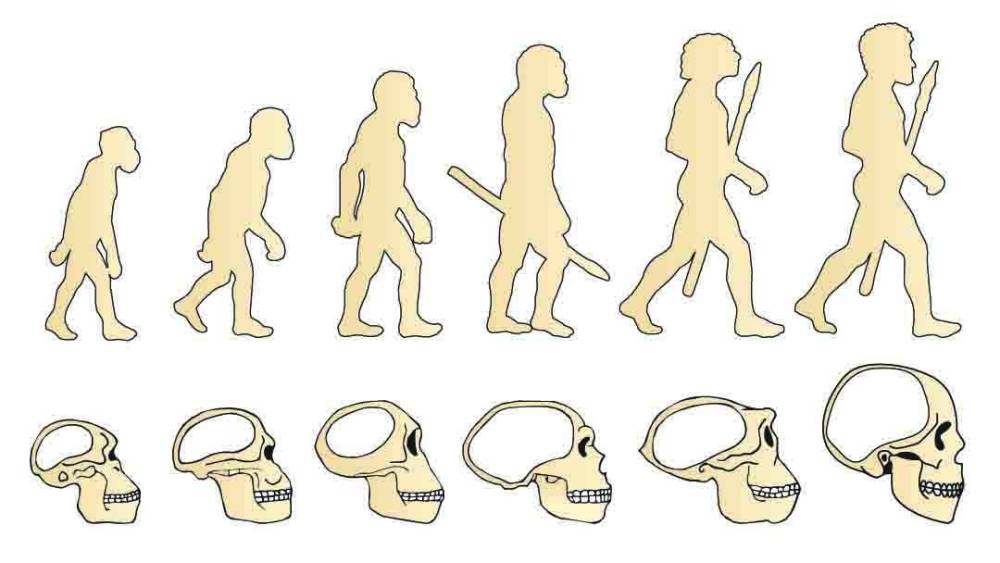 人类大脑的进化所以你看,涉及到进化论这种科学内容,尤其还是跨越了几