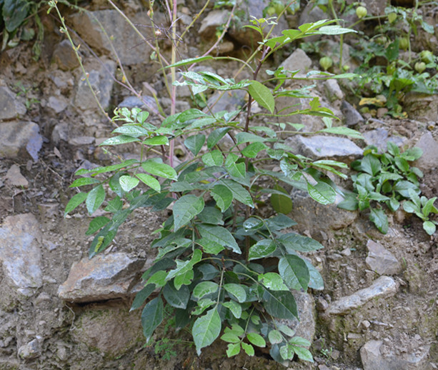 农村生长的这种野生小灌木,果实先麻后辣,却对蛔虫病