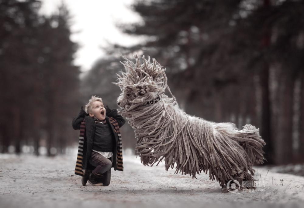 得罪了摄影师！俄牧羊犬雪地撒欢变“拖把” (图)