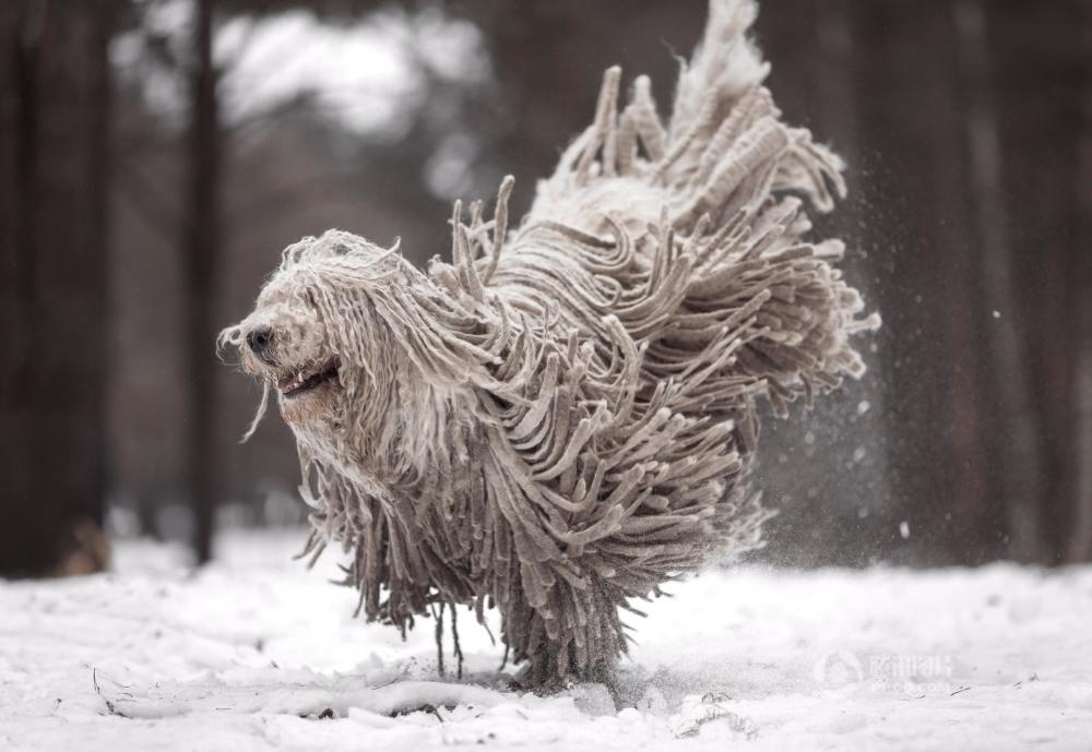 得罪了攝影師 俄牧羊犬雪地撒歡變 拖把 阿波羅新聞網