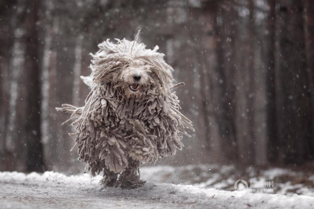 得罪了摄影师！俄牧羊犬雪地撒欢变“拖把” (图)