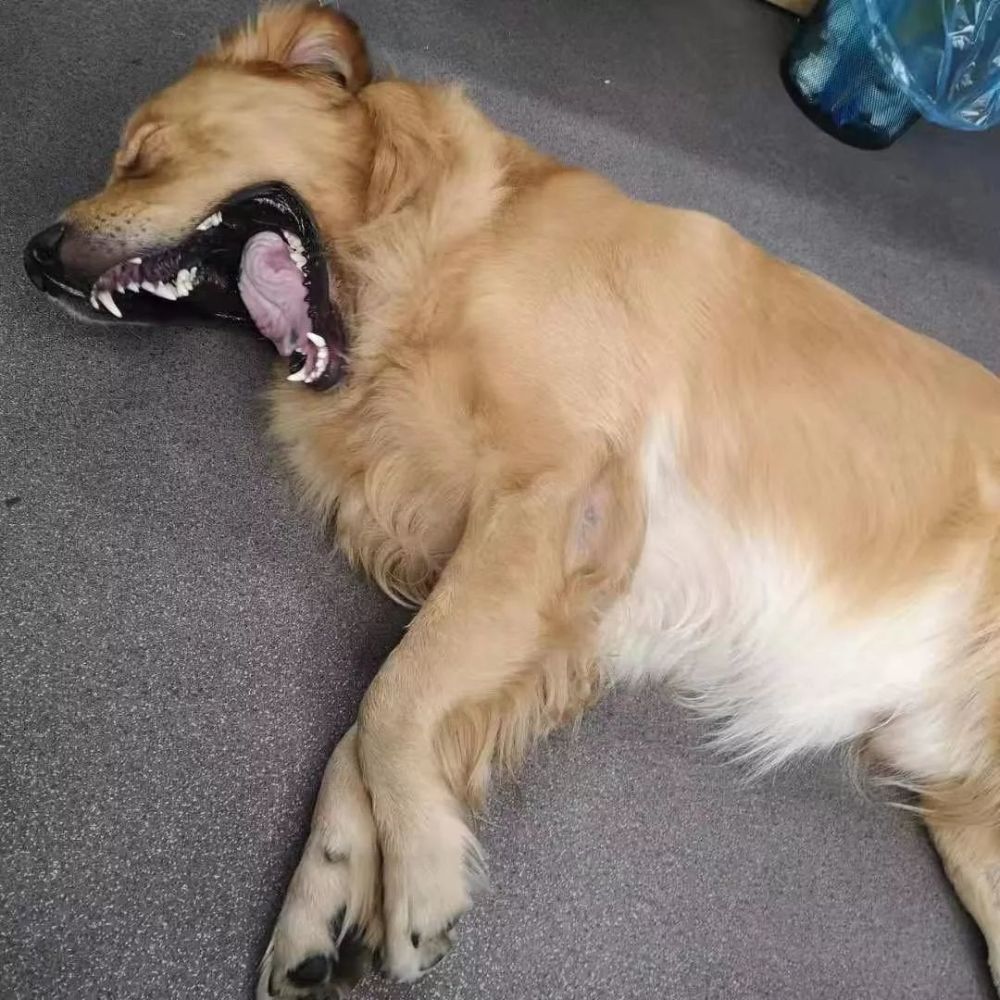 狗的舌头怎么可以这么长!