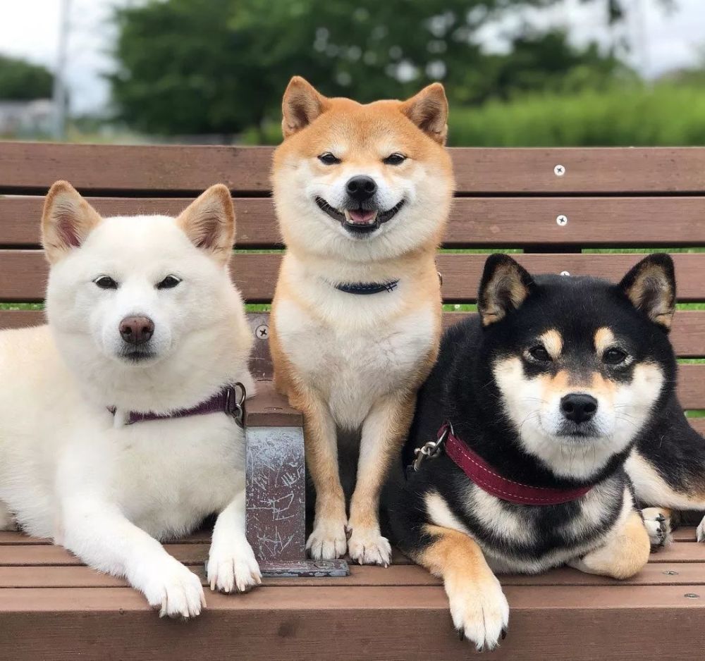 柴犬麻麻居然生下了三个颜色各异的宝宝,这也太神奇了