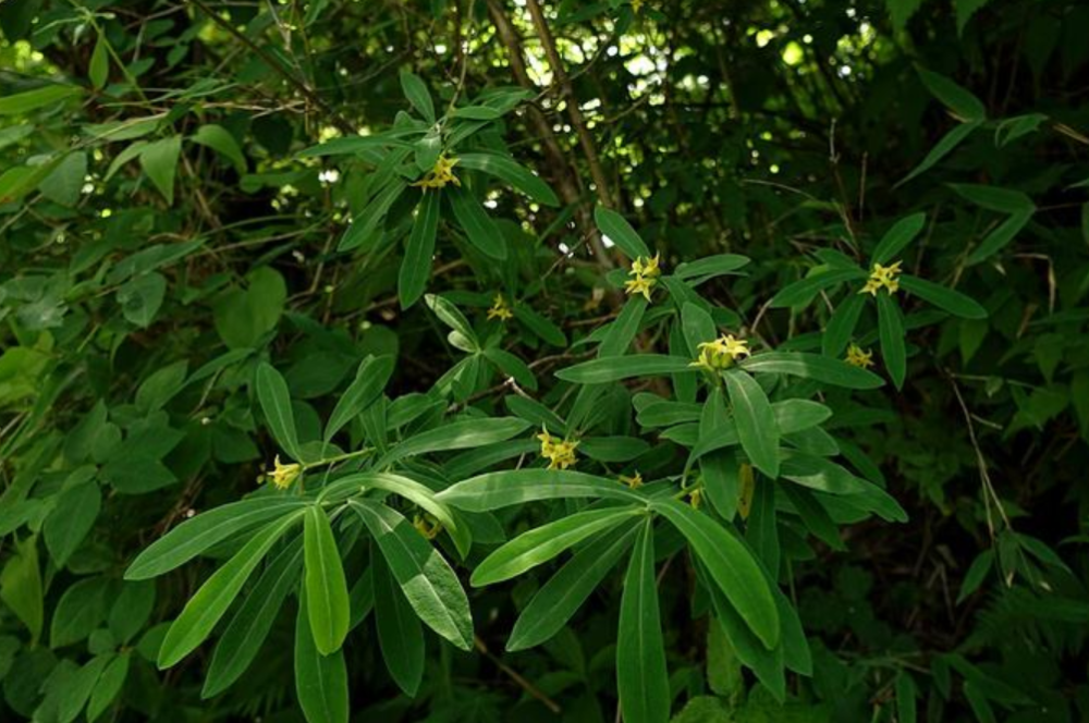 民间一种有名的止痛药材人称祖师麻只用根皮茎皮来入药