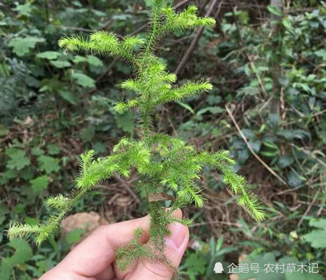 它便是珍贵的"筋骨草",山里见到,请别采摘,目前野生