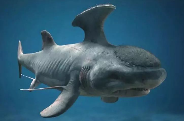 鲨鱼家族亿年演化史,虽名"鲨"辈出,却一直被虐?