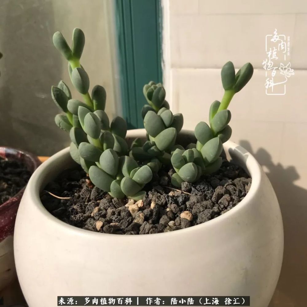 生活不止眼前的苟且,还有多肉和远方!