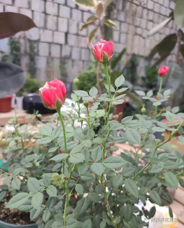 月季花是"药罐子",家中必备"2种药",远离病虫害,开花