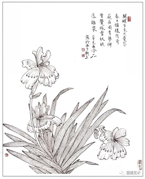 蝴蝶花白描示范