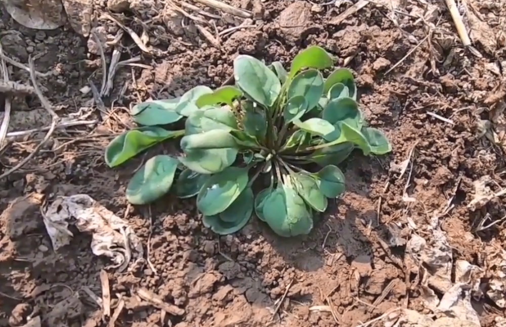 农村荒地常见的"地胡椒,既是野菜也是"胃药,常吃能治胃痛