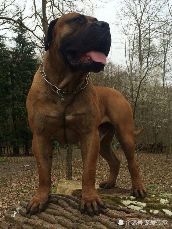 以静制动的猛犬,它们不愿吼叫,但杀伤力惊人,比特犬只能靠边站