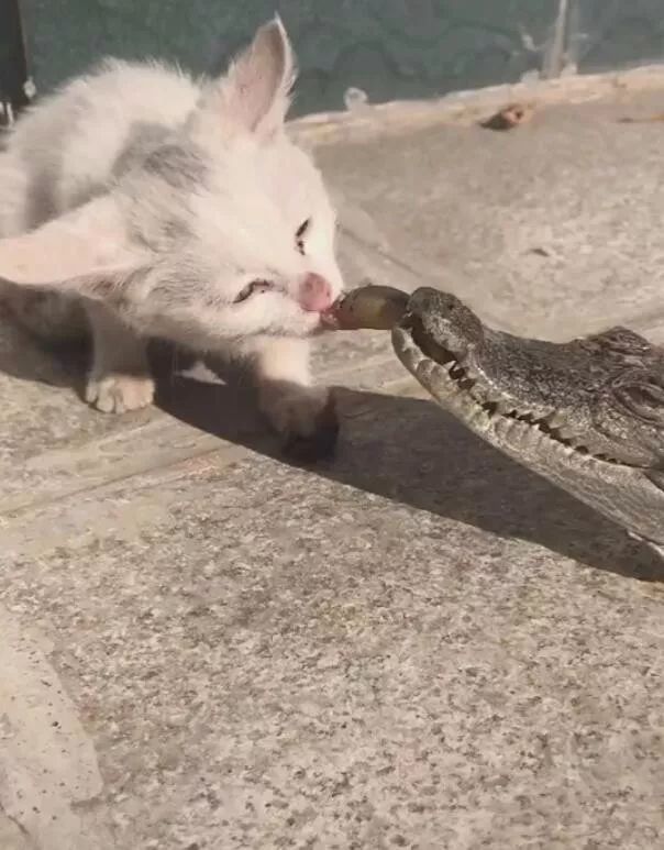 猫咪跟鳄鱼抢吃,胆子够肥,结果网友发现鳄鱼嘴巴有东西