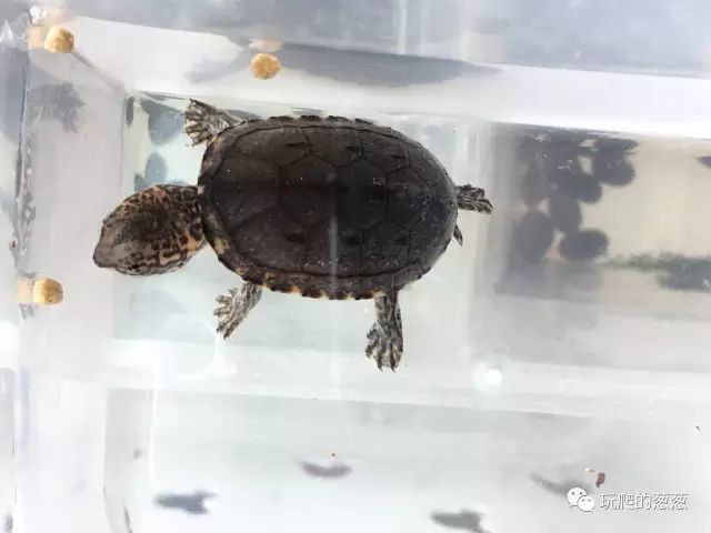 最精致的泥龟——斑纹泥龟全介绍