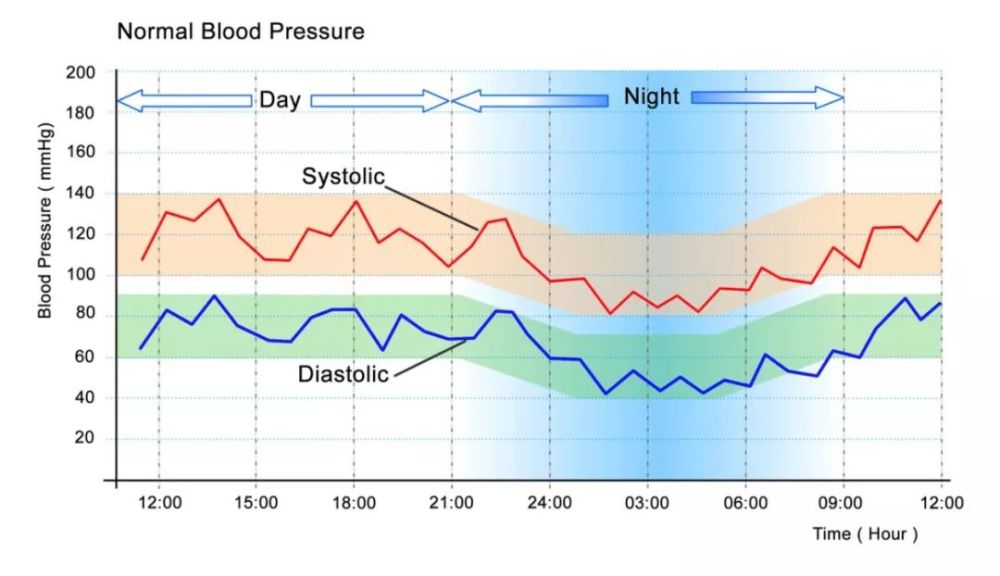 正常人体24小时血压变化