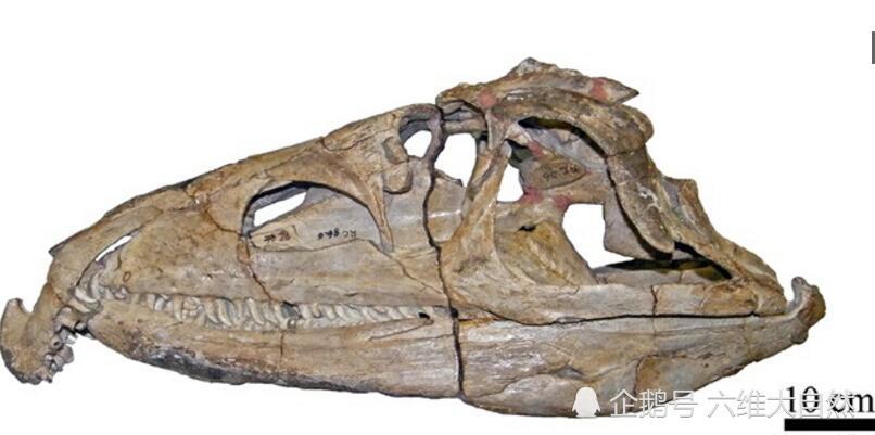 古鳄的头骨化石
