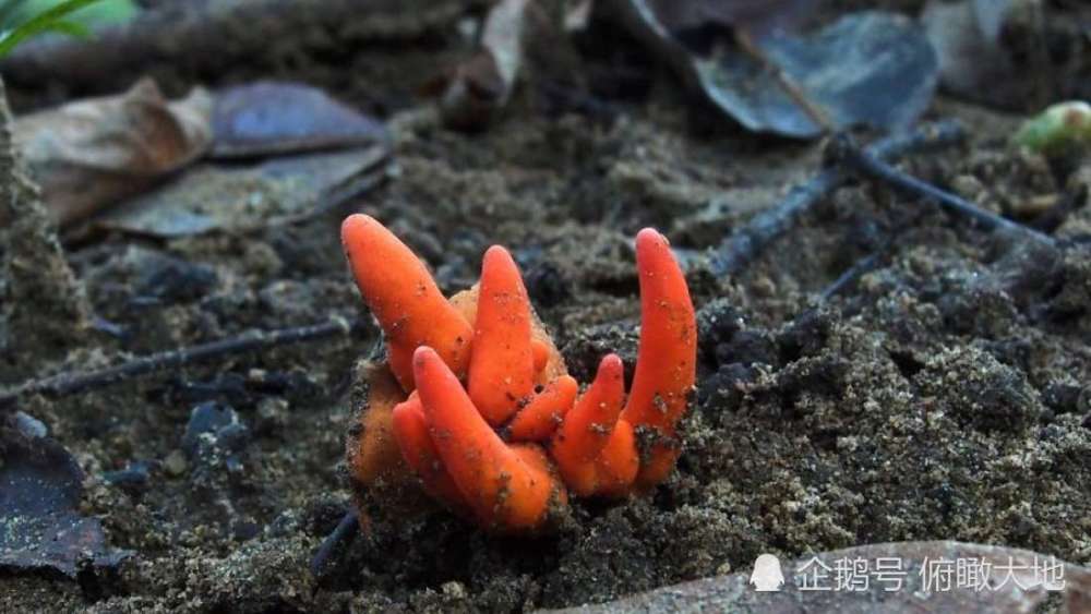 不要碰!澳大利亚首次发现致命的毒火珊瑚真菌,毒素位居世界第二
